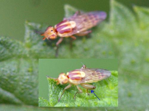 Réf. 249 897 : Meromyza sp.